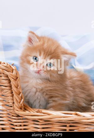 KATZE - Ginger- und Tabby-Kätzchen in einem Korb Stockfoto