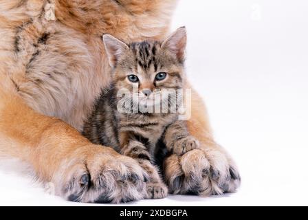 KATZE - Tabby-Kätzchen zwischen großen Hundepfoten Stockfoto