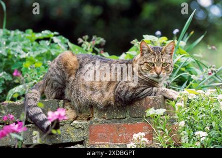 Tabby CAT - auf der Wand liegend Stockfoto