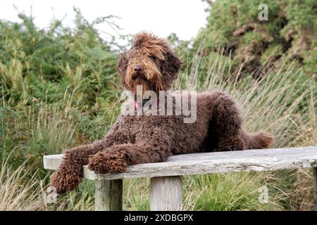 Braunes Labradoodle, das auf dem Tisch liegt Stockfoto