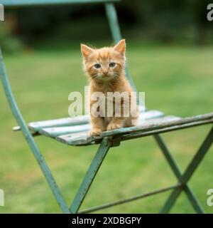 KATZE - Ingwerkätzchen auf Gartenstuhl Stockfoto