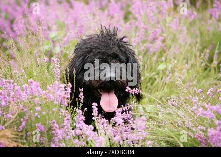 Schwarzer Labradoodle sitzt auf dem Feld Stockfoto