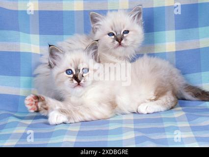 KATZEN - Blaue Tabby und Seal Tabby Birman Kätzchen Stockfoto