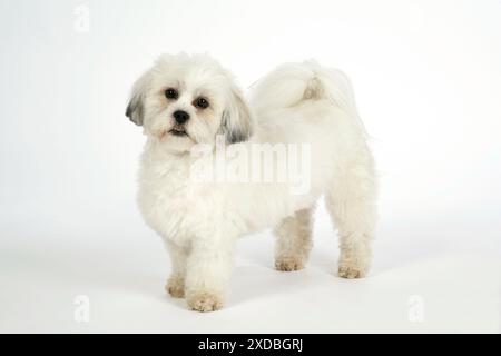 HUND - Lhasa Apso, im Welpenschnitt, stehend Stockfoto