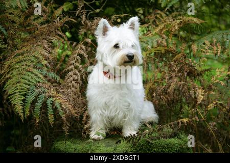 West Highland White Terrier Hund sitzt bei Bracken Stockfoto