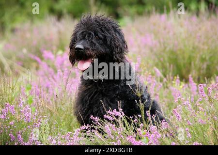 Schwarzer Labradoodle sitzt auf dem Feld Stockfoto