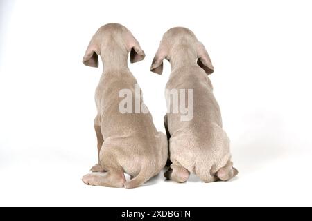 HUND. Zwei Weimaraner sitzen und schauen weg Stockfoto