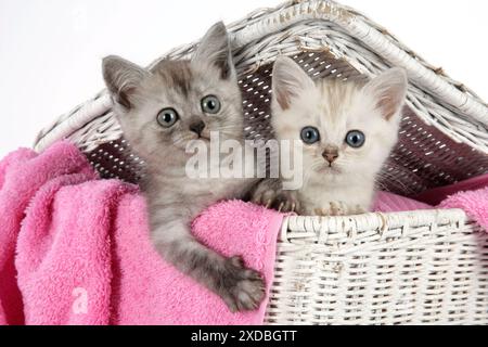 Kat. Asiatisch. Klassisches Tabby mit schwarzem Rauch und Schokolade Stockfoto