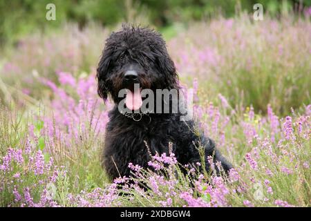 Schwarzer Labradoodle sitzt auf dem Feld Stockfoto