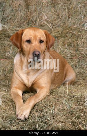 Hund – Gelber Labrador-Retriever, der auf Heustapeln liegt Stockfoto