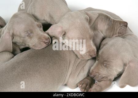 HUND. Vier Weimaraner ruhen aufeinander aus Stockfoto