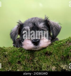 Hund. Miniatur-Schnauzer-Welpe (6 Wochen alt) auf einem Moosbaum Stockfoto