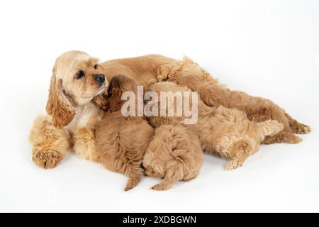 Hund. Cockerpoo Welpen (7 Wochen alt) mit Mutter Stockfoto