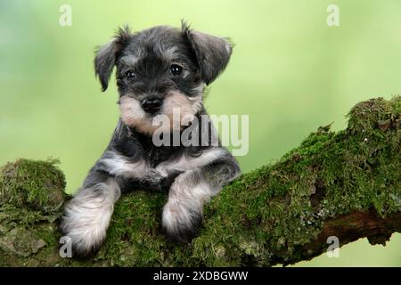 Hund. Miniatur-Schnauzer-Welpe (6 Wochen alt) auf einem Moosbaum Stockfoto