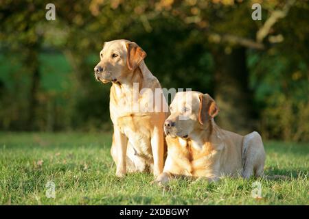 Hunde – gelbe Labrador-Retriever, die auf Gras liegen Stockfoto