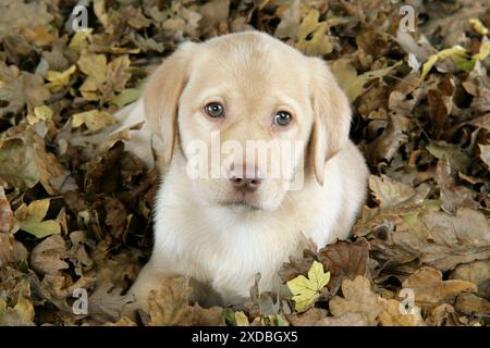HUND. Labrador Retriever - 9 Wochen alter Welpe liegend Stockfoto