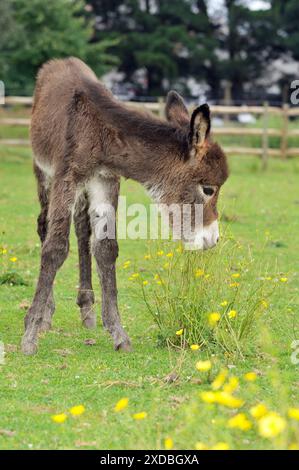 Esel - Baby 5 Tage alt Stockfoto