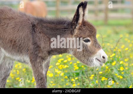 Esel - Baby 5 Tage alt Stockfoto