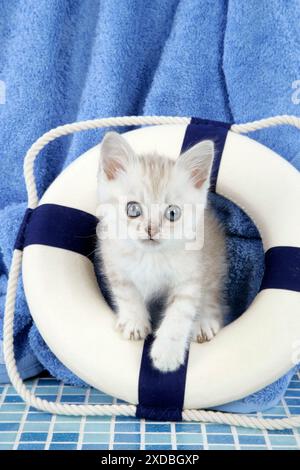 Kat. Asiatisch. Schokoladen-klassische Tabby-Kätzchen (8 Stockfoto