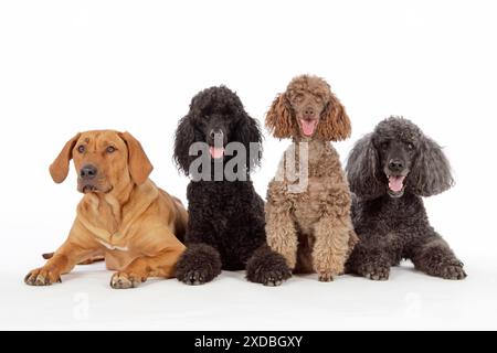 HUND. Schwarzer Pudel, grauer Pudel, braune Miniatur Stockfoto