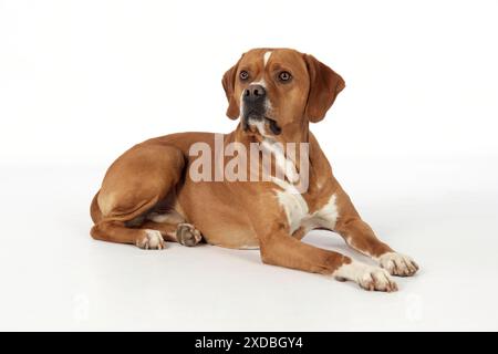 Hund - perdiguero Portugueso/Portugiesischer Pointer Stockfoto