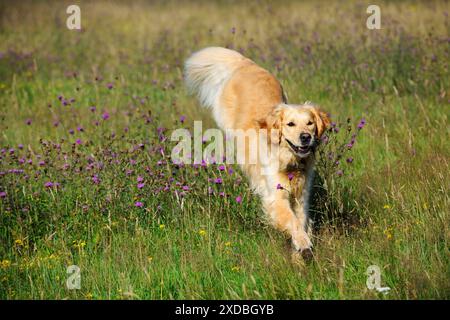 Golden Retriever Dog - Running through Field Stockfoto