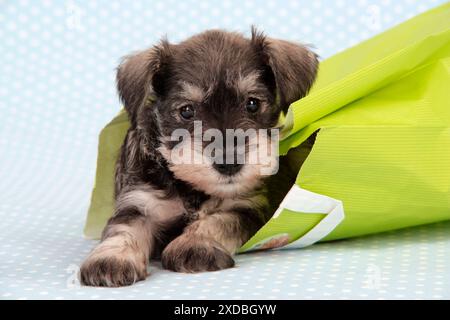 Hund. Mini-Schnauzer-Welpe (6 Wochen alt) im Beutel Stockfoto