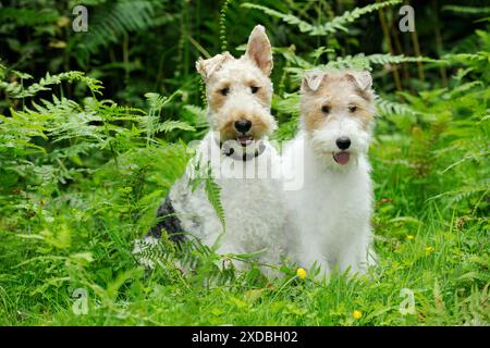 Hund. Wire Fox Terriers Stockfoto