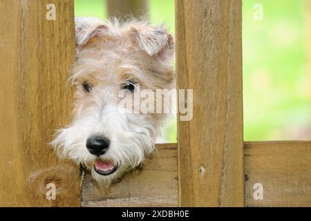 Hund. Draht-Fuchs-Terrier, der durch den Zaun schaut Stockfoto