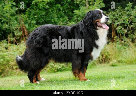 Berner Sennenhund - auf Gras stehend Stockfoto