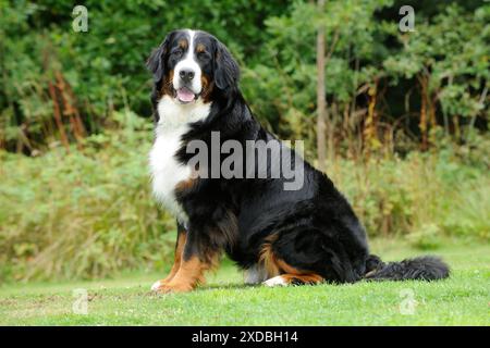 Berner Sennenhund - auf Gras Stockfoto