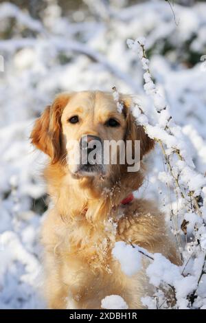 HUND. Golden Retriever im Schnee Stockfoto