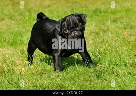 HUND. Mops Welpe ( 8 Wochen alt ) Stockfoto