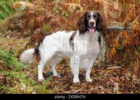 HUND. Englischer springer Spaniel, der in Farnen steht Stockfoto