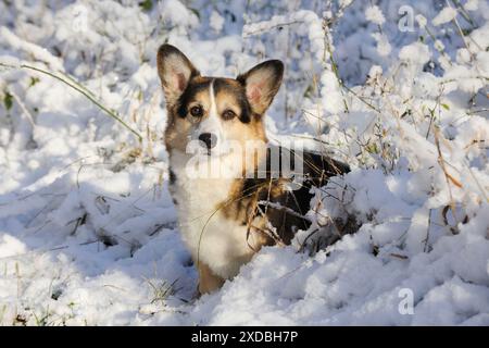 HUND. Pembroke walisischer Corgi, der im Schnee steht Stockfoto