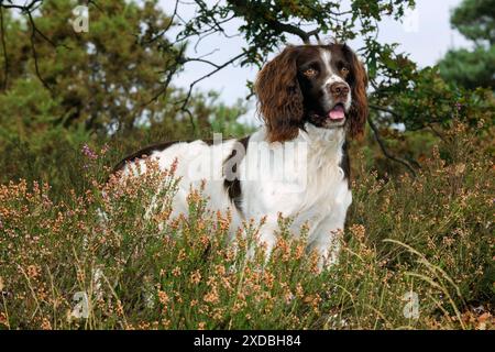 HUND. Englischer springer-Spaniel in Heidekraut Stockfoto