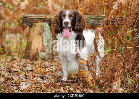 HUND. Englischer springer Spaniel, der in Farnen steht Stockfoto