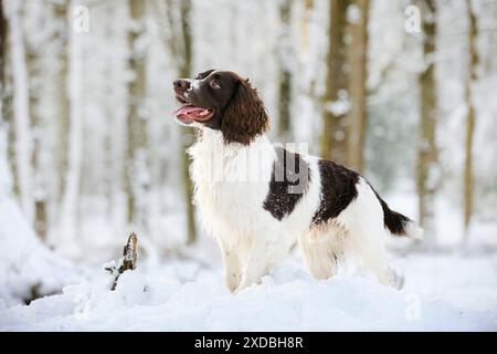 HUND. Englischer springer Spaniel, der im Schnee steht Stockfoto