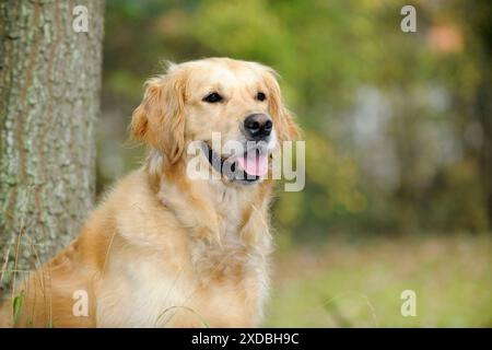 HUND. Golden Retriever vor dem Baum Stockfoto