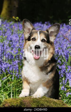 HUND. Pembroke walisischer Corgi, der in Glockenblöcken steht Stockfoto