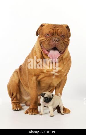 HUND. Dogue de Bordeaux & Mops Welpe 7 Wochen alt. Stockfoto