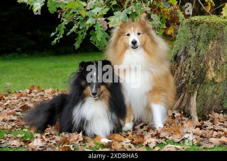 HUND. Shetland-Schäferhunde in Blättern Stockfoto