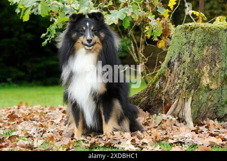 HUND. Shetland-Schäferhund in Blättern Stockfoto