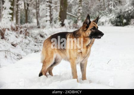 HUND. Deutscher Schäferhund, der im Schnee steht Stockfoto