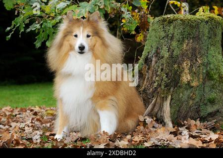 HUND. Shetland-Schäferhund in Blättern Stockfoto