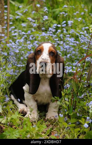 HUND. Basset-Hund (10 Wochen), der in Blumen sitzt Stockfoto