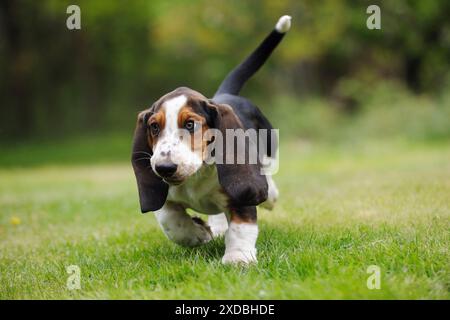 HUND. Basset Hündchen (10 Wochen) zu Fuß Stockfoto