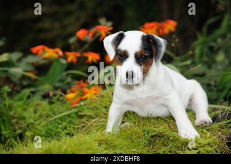 HUND. Parson Jack russell Terrier Welpe sitzt auf Stockfoto