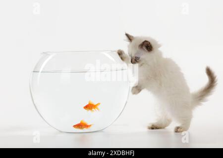 KAT. Kätzchen beobachten Fische in Fischschüssel Stockfoto