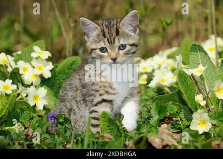 KAT. Kätzchen, die in Blumen sitzen Stockfoto